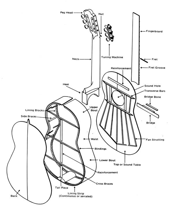 acoustic guitar parts. Acoustic Guitar Anatomy - the