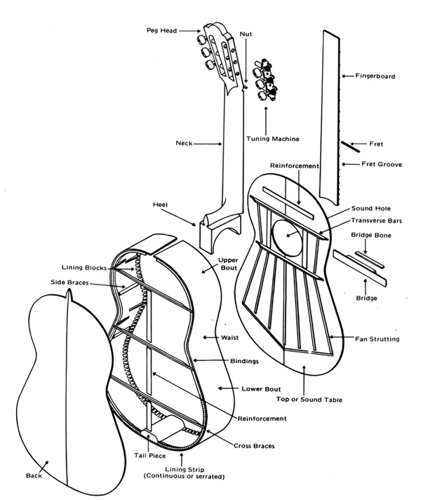 Acoustic Guitar Anatomy